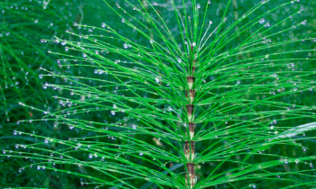 Propiedades medicinales de la cola de caballo