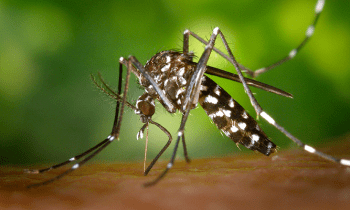 Homeopatía para picaduras de mosquito