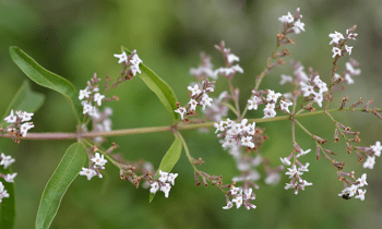 Hierba luisa, propiedades y contraindicaciones