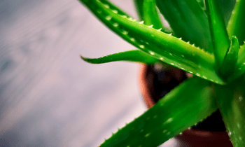 Propiedades terapéuticas del aloe vera