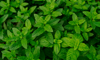 Propiedades terapéuticas de la menta