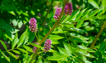 Propiedades del regaliz como planta medicinal