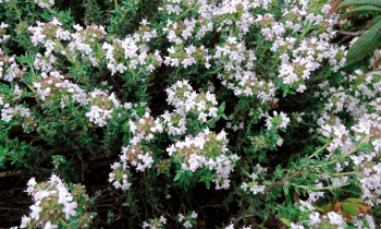 Tomillo: propiedades y contraindicaciones