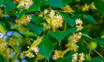 ¿Qué propiedades medicinales posee la tila?