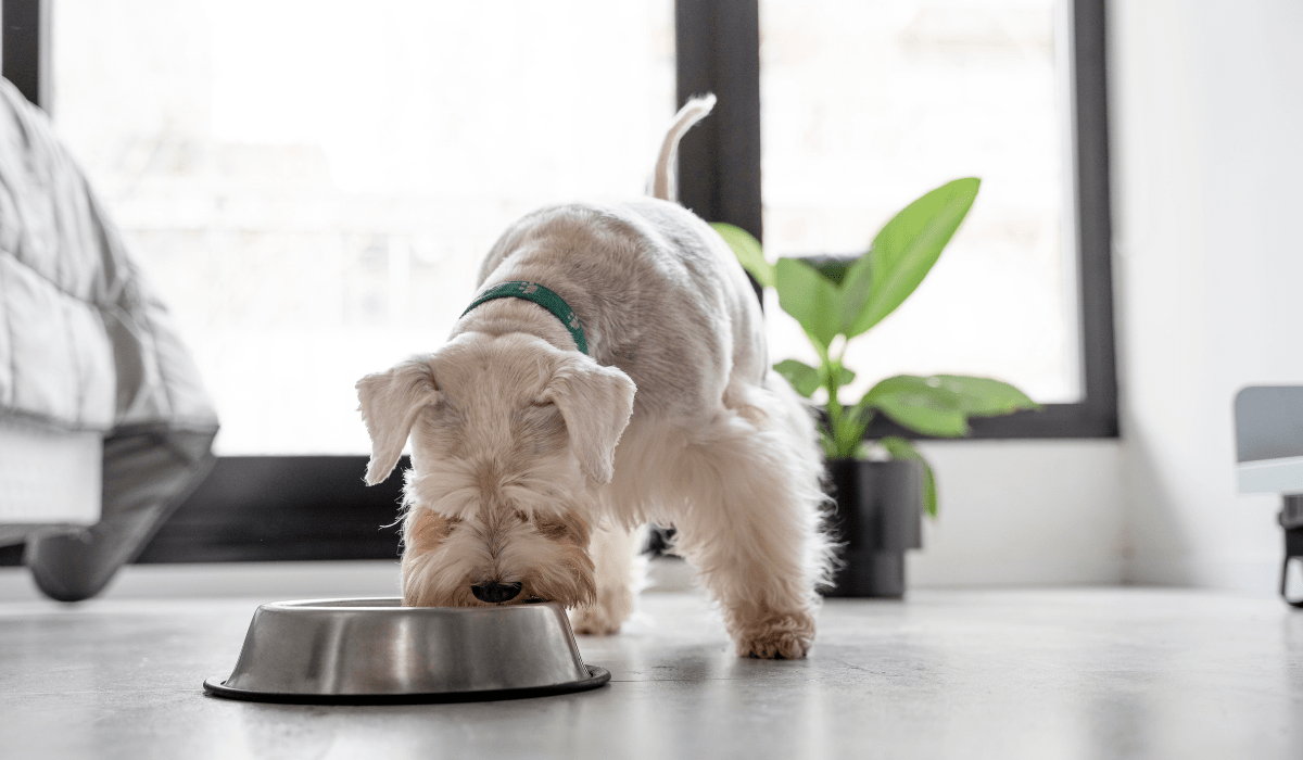 Guía esencial para una buena alimentación canina Guía esencial para una buena alimentación canina