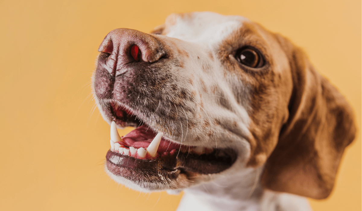 Limpieza bucal de perros: ¿qué debes saber? Limpieza bucal de perros: ¿qué debes saber?